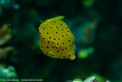 BD-161101-Pura-4439-Ostracion-cubicus.-Linnaeus.-1758-[Yellow-boxfish].jpg